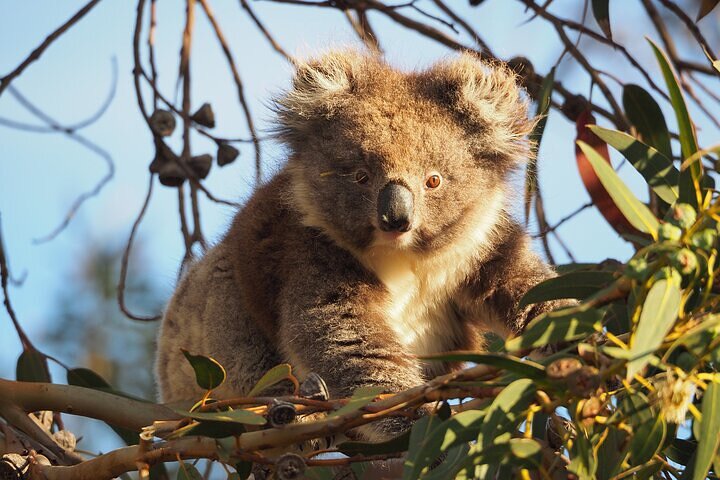 2-Hour Koala Walking Tour in Kangaroo Island - Accommodation Adelaide